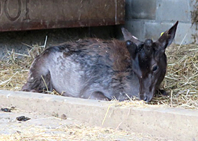 Neuer Dammhirsch