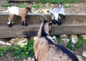 Luana mit Chi (weiss) und Rayo