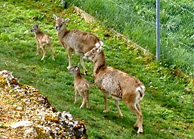 Nachwuchs bei den Mufflons