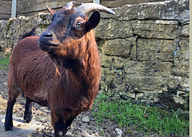 Neu im Wildpark