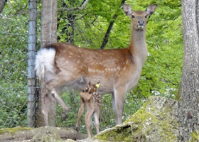 Sikahirschkuh mit Nachwuchs