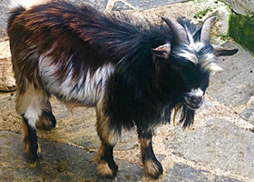 Tobi aus Hintermoos