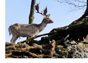 Damhirsch Damhirsch