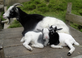 Flora mit Max und Moritz