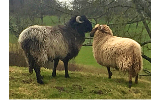 Walliseer Landschaf