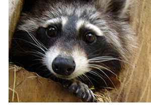 Waschbär