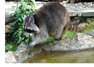 Waschbär