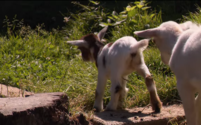 Swisslos: Wildpark Mühletäli Olten (SO) – YouTube