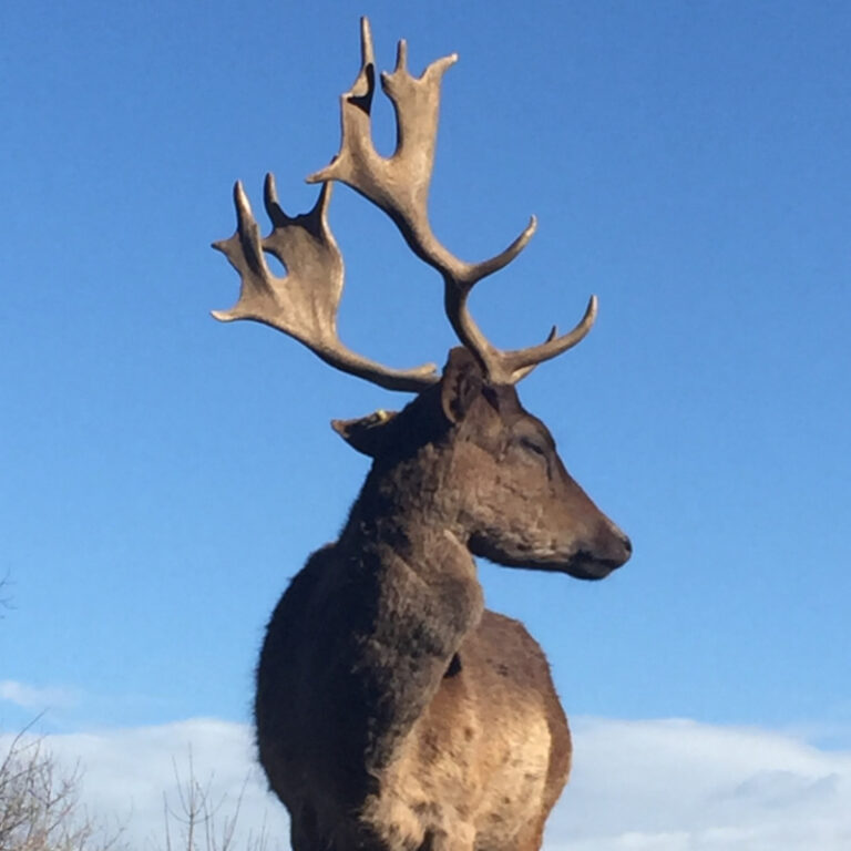 Damhirsche — Wildpark Mühletäli