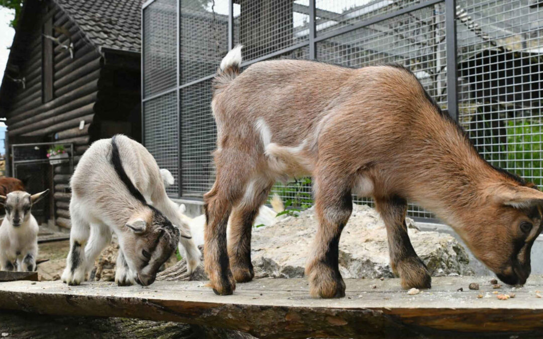 Charlys Sprösslinge erobern die Besucherherzen im Mühletäli – Niederamt – Solothurn – Solothurner Zeitung