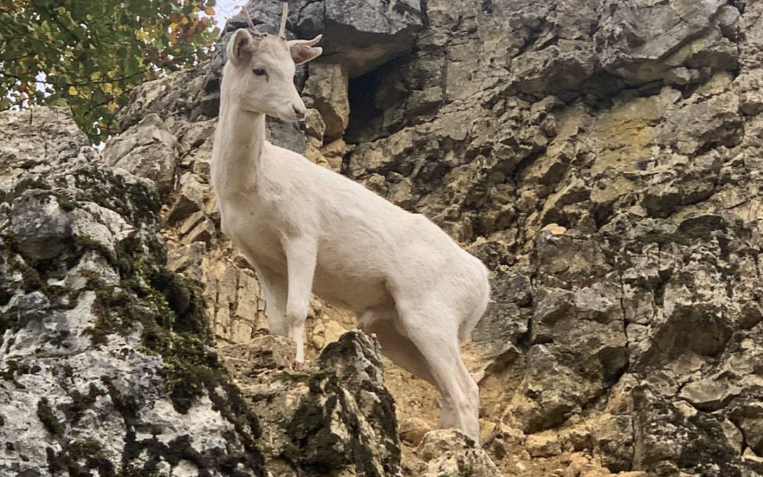 Neuer Bewohner des Wildpark Mühletäli