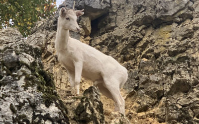 Neuer Bewohner des Wildpark Mühletäli