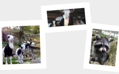 Einladung zum Wildpark-Fest
