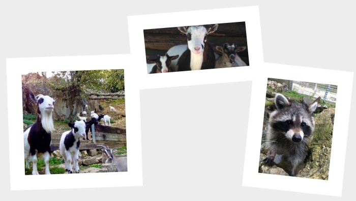 Einladung zum Wildpark-Fest